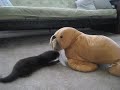 Baby Otter Fenway vs Stuffed Walrus
