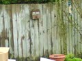 homemade airgun firing a grape homemade airgun firing a grape