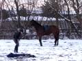 HORSE GOES CRAZY!!