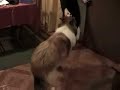 Kenji el collie feroz capitulo1