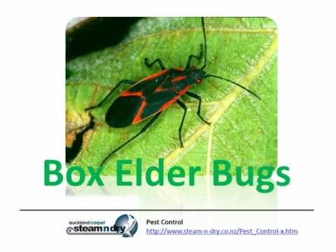 how to treat borer nz