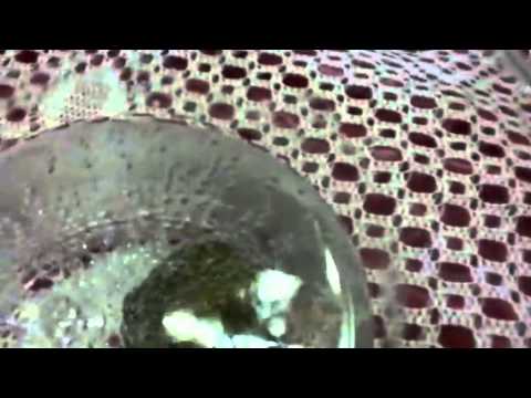 how to dissolve pyrite