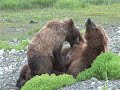 Alaskan Brown Bear Cubs Nursing at McNeil River