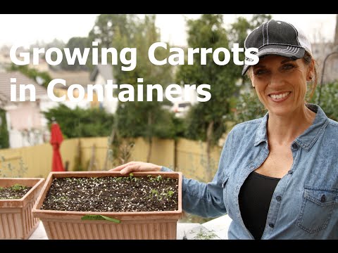 how to grow carrots from other carrots