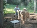 lost dogs from salida ca
