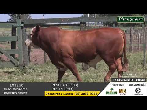 LEILO E DE OLHO NA FAZENDA GRUPO PITANGUEIRA