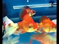 Goldfish-Dragon-Eye Butterfly Goldfish-Dragon-Eye Butterfly