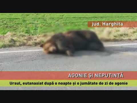 Ursul care a agonizat pe marginea drumului din județul Harghita, eutanasiat