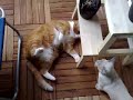 Catnip