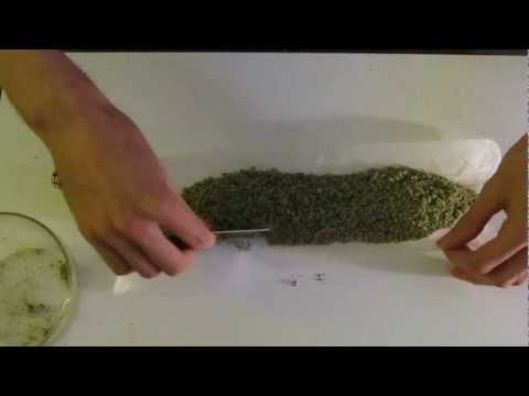 Rolling a One Ounce Joint! One fully stuffed cannon!