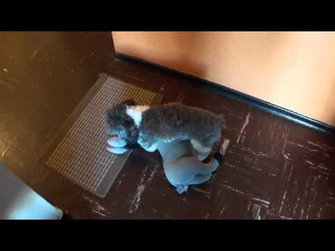 perro costeño come burra