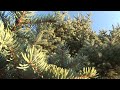 High Definition - HDR-FX1 - Wilderness 720