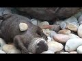 otter-hackey-sack.html