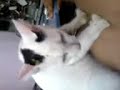 kucing urut