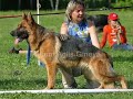 excellent video about one of the most important german shepherds : karly von arminius.