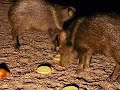 Young Javalina Young Javalina