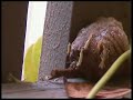 baby praying mantis being born
