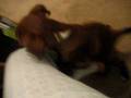puppie humpin' leg