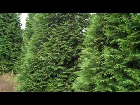 how to fertilize cedar trees