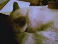 眠りネコ動画