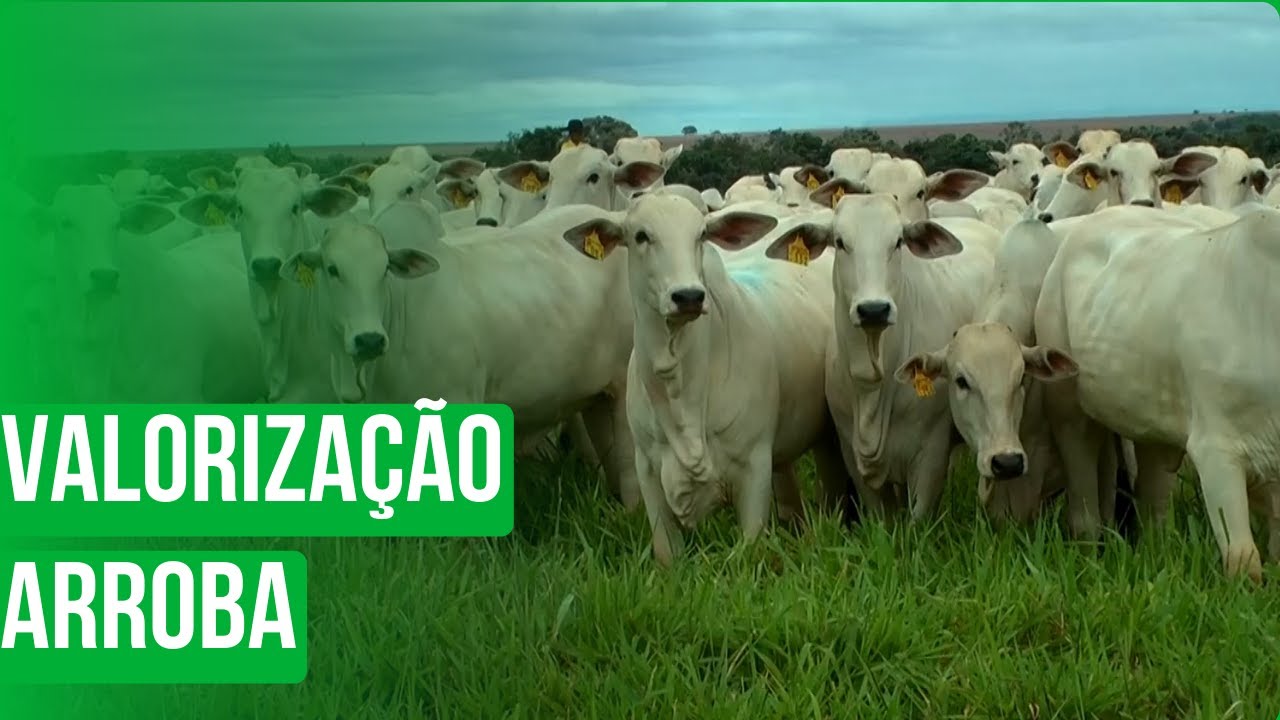 Valorização da arroba bovina