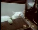 cat cat