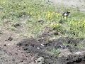 Common House Martin