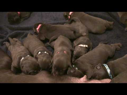 Day 11 – Mocha’s Lab Puppies Just Eat and Sleep