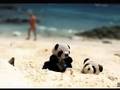 A KIND OF MAGIC..PHUKET ISLANDS ..long version