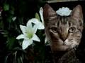 Fidel. Un gato.