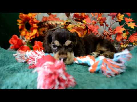 Babe AKC Chocolate Tan Male Cocker Spaniel Puppy for sale!