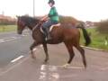 5 yrs 16 hh Bay TB X ID Witham