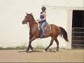 Lite Fleet Poco - dead broke, easy to ride gelding