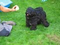 Tibetaanse terrier Gytha  deel 2