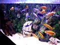 Lovely baby demasoni plays hide and seek Lovely baby demasoni plays hide and seek