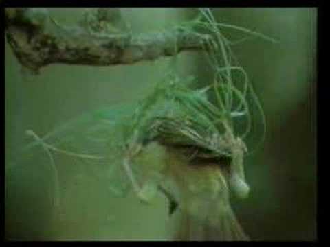 weaver bird