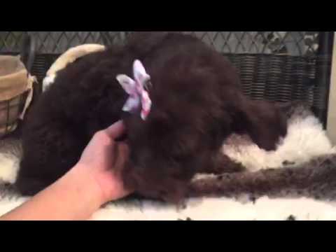 Rich chocolate color, St. Labradoodle baby girl