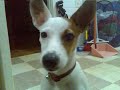 My cute Jack Russell !! My cute Jack Russell !!