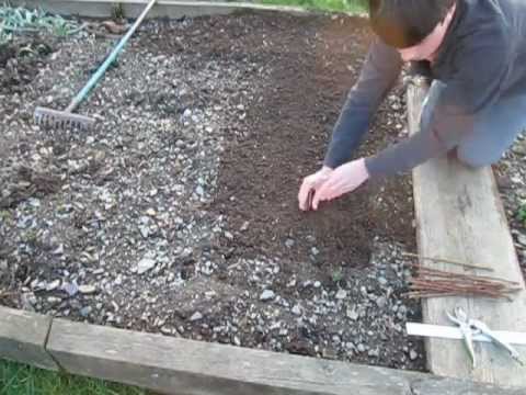 how to transplant forsythia