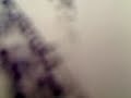video ringtones