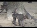 Japan: The Island of Kyushu - YouTube