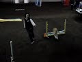 コーギージョイのAKCオープンスタンダード