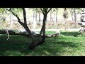 Can't play Duck, duck, goose with a cheetah.