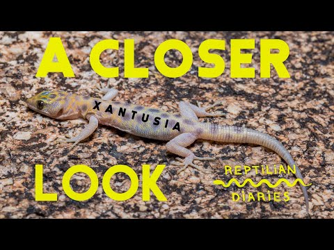 YouTube reptile video