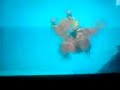 street fighter IV (4) (joystickeros,jackass,scarred)mtv 2008