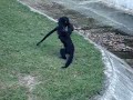 Briga de Macacos ZooRio