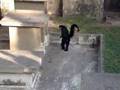 Briga de Macacos ZooRio