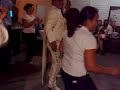 mariachi chistoso