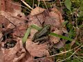 Black Morel Hunt A