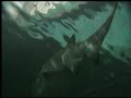 Sydney Acquarium